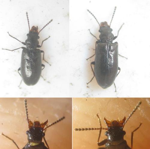 Rabocerus gabrieli